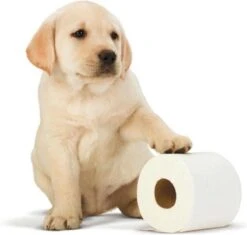 Scottex Toiletpapier - Kussenzacht Design Wc Papier - 84 Rollen -Reinigingsproducten Winkel 1200x1142 5