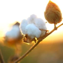 Air Wick Freshmatic Automatische Spray Luchtverfrisser - Pure Zachtheid Van Katoen Navulling - 3 Stuks - Voordeelverpakking -Reinigingsproducten Winkel 1200x1183 2