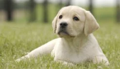 Page Toiletpapier - Eco - Duurzaam - 24 Rollen - Voordeelverpakking -Reinigingsproducten Winkel 1200x697